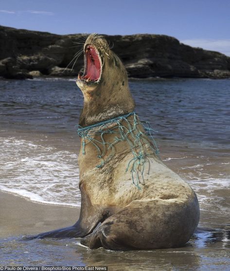 21 Sobering Photos That Show Humanity Has Reached the Peak of Its Indifference Hong Kong Beaches, Gambar One Direction, Marine Pollution, Ocean Pollution, Save Our Earth, Save Nature, Save Our Oceans, Light Pollution, Plastic Pollution