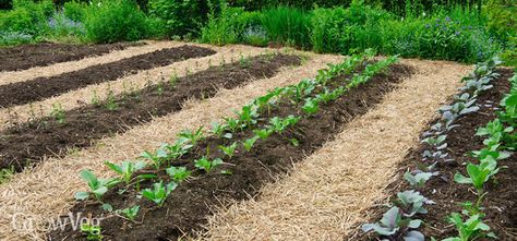 In this video and article we're going to explore just how no-till gardening can save you time and effort - and all while boosting the health and vitality of your soil... Cheap Garden Beds, Row Gardening, Vegtable Garden, Dig Gardens, Gardening Techniques, Market Garden, Veg Garden, Home Vegetable Garden, Organic Gardening Tips