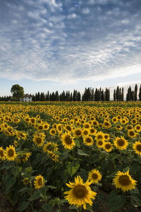 Sunflower Farm, Warm Apple Cider, Thoughtful Gift Ideas, Korean Lessons, Warm Apple, Escape Plan, Fall Activities, Scenic Drive, Autumn Activities