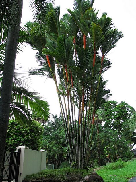 Cyrtostachys Renda, Palm Tree Flowers, Shade Tolerant Plants, Florida Plants, Tropical Garden Design, Tropical Tree, Old Trees, Tropical Landscaping, Plant Species