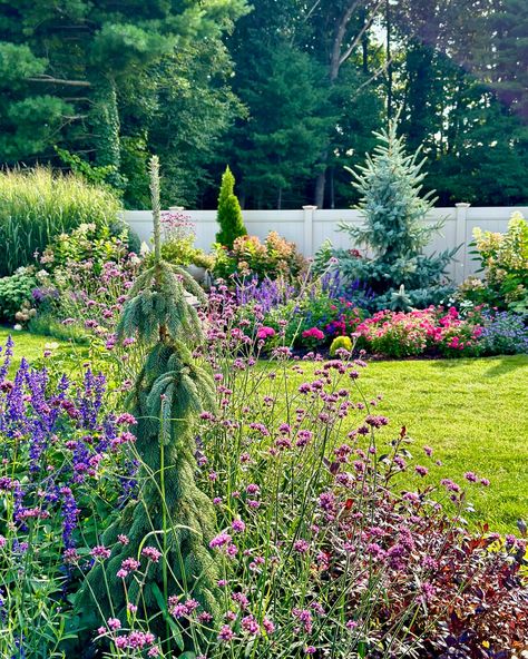 One of our favorite specimen trees in the garden is the Weeping White Spruce! Here are three reasons why: ✅Focal Point: The Weeping White Spruce stands out in our garden with its cascading branches and soft, blue-green needles. Its unique form adds a touch of elegance, creating a focal point that draws the eye and complements the surrounding landscape. ✅Low Maintenance: Despite its sophisticated appearance, this tree is surprisingly easy to care for. It thrives in various soil types, requires... Weeping Cypress Tree, Blue Spruce Tree Landscaping, Weeping White Spruce Landscape, Weeping Spruce Tree, Pnw Landscaping, Weeping Spruce, Weeping White Spruce, Blue Spruce Tree, Weeping Trees