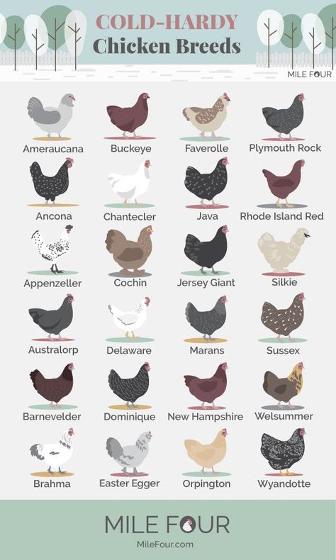 Breed Of Chickens, How To Care For Chickens In The Winter, Chicken Breeds With Pictures Chart, Chicken Pet Ideas, Best Backyard Chicken Breeds, Different Types Of Chickens, Chicken Yard Ideas, Chicken Coop Ideas Diy Easy, Raising Calves