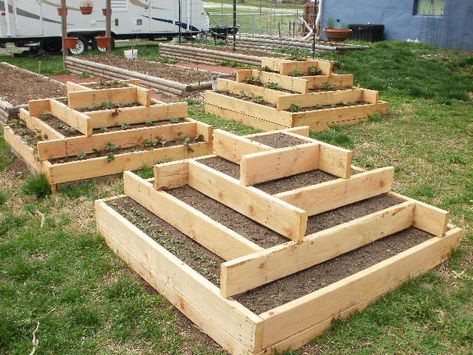 Raised Bed Garden Design, Garden Chic, Plants Growing, Garden Boxes, Veggie Garden, Raised Beds, Lawn And Garden, Raised Garden, Raised Garden Beds