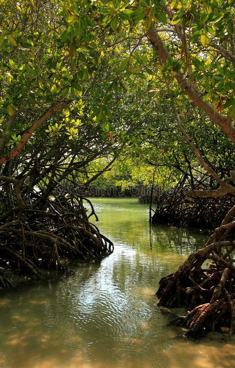 Mangrove Swamp, Ancient Greek Sculpture, Mangrove Forest, Forest Photos, Lakefront Homes, Natural Landscapes, Forest Painting, Forest Photography, Amazon Rainforest