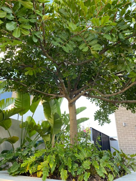 Tuckeroo Tree Landscaping, Tropical Feature Tree, Olive Tree And Palm Tree Landscape, Tuckeroo Tree, Trees Near Pool, Pool Surrounded By Trees, Royal Palm Tree Landscape, Building A Carport, Tropical Backyard Landscaping