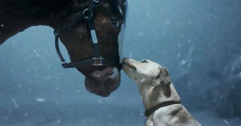 Budweiser Commercial, Budweiser Clydesdales, Super Bowl Commercials, Clydesdale Horses, Yellow Labrador Retriever, Cute Ponies, Goldie Hawn, Yellow Labrador, Clydesdale