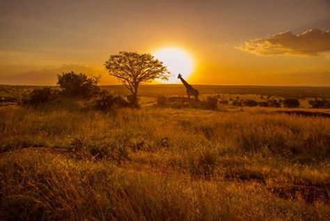 africa,grassland,in,evening,giraffe,celestial,body,lighting,rural,tree,field,clouds,sunrise,countryside,grass,horizon,sun,sky,star,sunset,brown,hd Africa Background, Evening Background, African Grasslands, Beard Vector, Lion Silhouette, Background Search, Star Background, Background Aesthetic, Graphic Design Background Templates