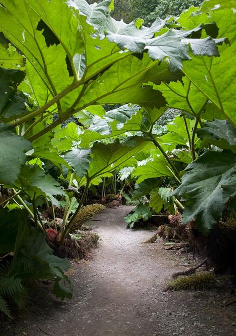 Tanaman Air, Bog Garden, Jungle Gardens, Luxury Garden, Home Landscaping, Tropical Garden, Shade Garden, Lush Green, Garden Paths