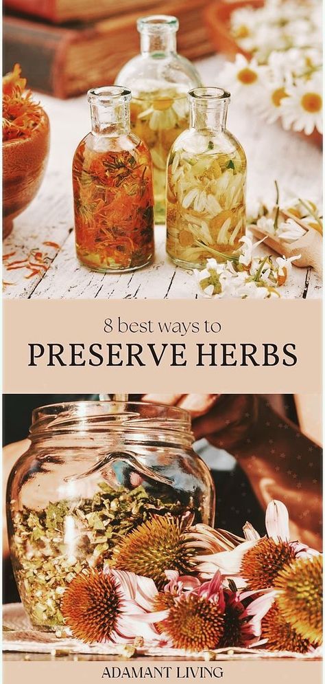 Master 8 different ways to preserve fresh herbs with this essential guide, a cornerstone of herbal medicine recipes. This comprehensive approach covers everything from drying herbs to preserving them in various forms, ensuring your medicinal herbs garden remains a valuable resource throughout the year. Suitable for herbalism enthusiasts at all levels, find out more about natural remedies and herbs for health at adamantliving.com Preserve Fresh Herbs, Medicine Recipes, Medicine Garden, Herbal Medicine Recipes, Preserving Herbs, Herbal Remedies Recipes, Medicinal Herbs Garden, Herbs Garden, Harvesting Herbs