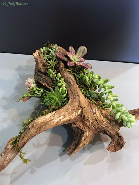 Succulent Driftwood, Kokedama Diy, Driftwood Planters, Diy Driftwood, Succulent Planter Diy, Driftwood Diy, Succulent Garden Design, Cedar Tree, Driftwood Projects