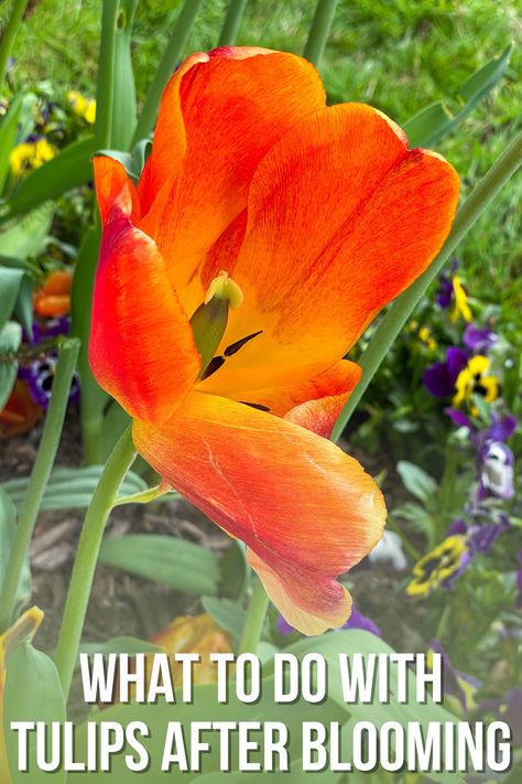 Tulip Care After Bloom, When To Cut Back Tulips, Tulips After They Bloom, Tulip Care, Growing Tulips, Tulip Season, Planting Tulips, Organic Mulch, Tulip Bulbs