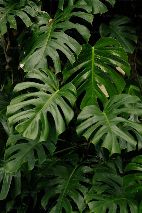 Closeup photo of green leafed plant photo – Free Green Image on Unsplash Close Up Plant Photography, Shallow Photography, Leave Aesthetic, Yellow Flower Photos, Nature Images Hd, Plants Photo, Leaves Photo, Tropical Flower Plants, Closeup Photo