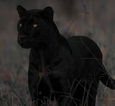 Animal Shapeshifter Aesthetic, Dark Animal Aesthetic, Wild Cat Aesthetic, Panthers Aesthetic, Pantera Aesthetic, Panther Aesthetic, Black Cat Aesthetic, Black Animals, Fantasy Aesthetic