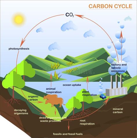 Carbon Periodic Table, The Carbon Cycle, Nutrient Cycle, Cycle Drawing, Carbon Cycle, Carbon Sink, Growth Mindset Posters, Water Cycle, Diagram Design