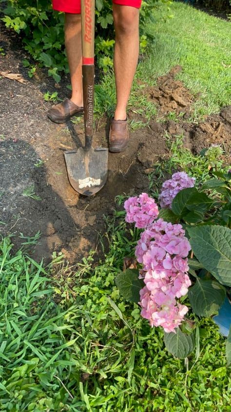 How to Plant Hydrangeas in the Ground (Easy Step-by-Step Guide) - Dengarden Plant Hydrangeas In Ground, When To Plant Hydrangeas In Ground, How To Plant Hydrangea In Ground, Planting Hydrangeas In Ground, Front Yard Hydrangea, When To Plant Hydrangeas, Incrediball Hydrangea, Digging Holes, Limelight Hydrangea