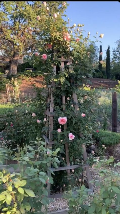 Thornless Climbing Roses, Pruning Climbing Roses, Climbing Roses Trellis, Rose Climbing, Rose Plant Care, Tattoos Rose, Rose Garden Design, Aesthetic Plants, Rose Trellis