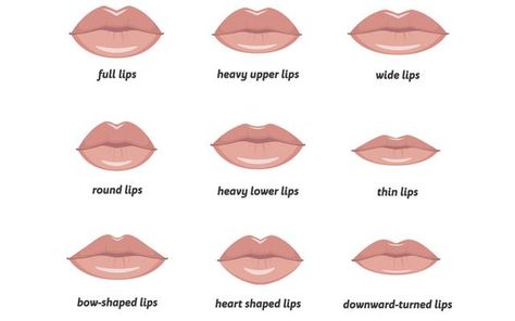 Types Of Lips Shape, Eye Shape Chart, Different Types Of Eyes, Nose Types, Heart Shaped Lips, Lip Types, Female Lips, Shape Chart, Small Lips