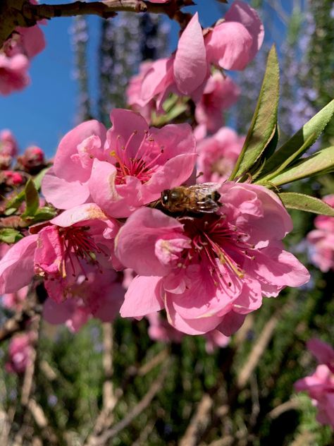 The bees are loving the blossom on the Dwarf Nectarine trees in the Edible Forest.  The perfect time to book a tour to come and see the Edible Forest in its full blooming glory!   #spring #edibleforestyv #yarravalley #blossom #bees #bee #permiculture #pollination #summerharvest #sunnyday #flowers Estate Grounds, Edible Forest, Nectarine Blossom, Plant Varieties, Summer Harvest, Yarra Valley, Nectarine, Come And See, Blossom Flower