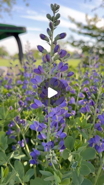 Garden Answer on Instagram: "Baptisia!!! If you don’t have it in your garden, it’s one to add to your list (as long as you live in zone 4-9)! 😁🙌🌿" Flower List, Garden Answer, Landscape Projects, Plants Flowers, Amazing Gardens, Green Thumb, In The Garden, Planting, Garden Ideas