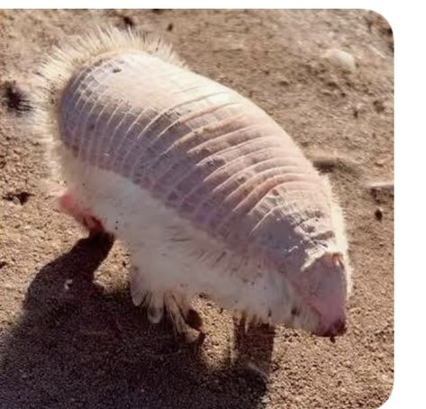 Armadillo Aesthetic, Anthro Armadillo, Armadillo Wallpaper, Fantasy Armadillo, Fairy Armadillo, Pink Fairy Armadillo, Pink Fairy, Animal Kingdom, Animal Pictures