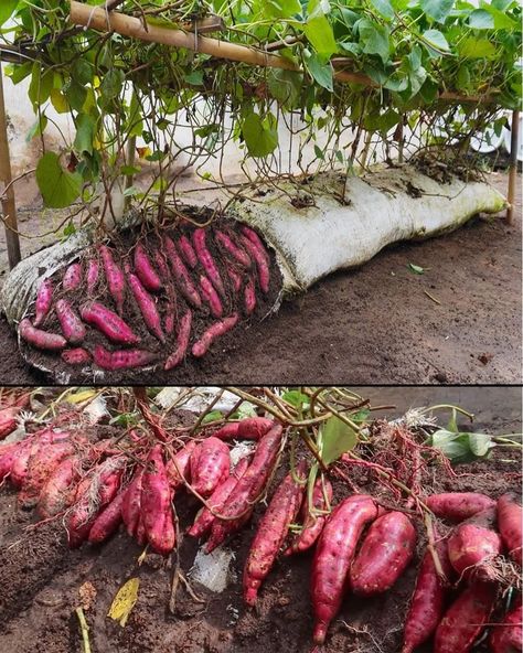 Sweet Potato Plant, Potato Gardening, Vertikal Garden, Growing Sweet Potatoes, Small Vegetable Gardens, Vegetable Garden Diy, Indoor Vegetable Gardening, Growing Potatoes, Veg Garden