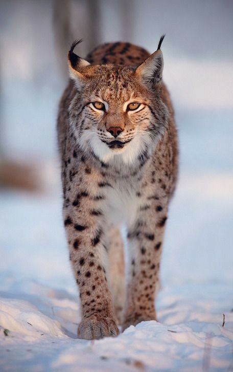 Bob Cat Wild, Linx Cat, Wilderness Animals, Bob Cats, Lynx Lynx, Eurasian Lynx, Bob Cat, Regnul Animal, Canada Photography