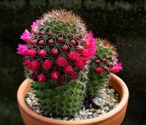 cactus bloom Cactus Rose, Cactus Blossoms, Cactus Flowers, Agaves, Carnivorous Plants, Plant List, Desert Plants, Unique Plants, Room With Plants