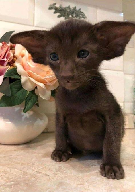 Dobby Cat, Shorthair Cat, Image Chat, Cute Kittens, Pretty Cats, Cute Little Animals, Beautiful Cats, Baby Cats, Cute Funny Animals