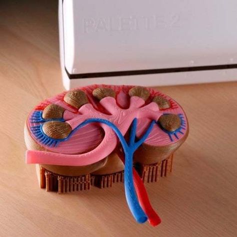 Download free STL file Multi-Color Kidney Model • 3D printing template ・ Cults Kidney Model Project, Kidney Model, 3d Projects, Biology, 3d Printing, Projects To Try, Mosaic, Multi Color, Color