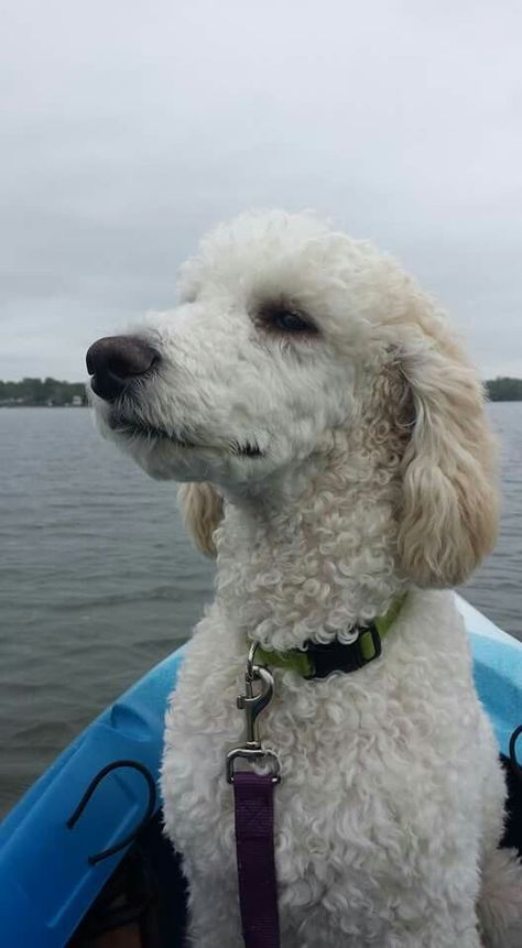 Poodle summer cut Medium Poodle Haircut, Standard Poodle Haircut Styles Short, Poodle Summer Cut, Doodle Hairstyles, Poodle Aesthetic, Doodle Haircuts, Standard Poodle Haircuts, Poodle Haircut Styles, Hiking Dog