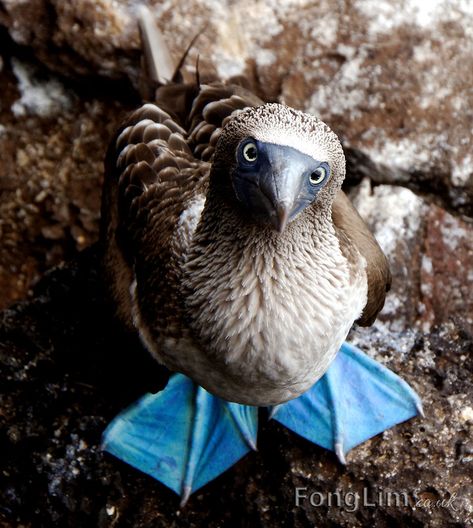 Blue-footed Booby / Sula nebouxii bird calls Sula Nebouxii, Booby Bird, Tattoo Nature, Bird Facts, Bird Calls, Bird Wallpaper, Animal Sketches, Bird Drawings, Animal Wallpaper