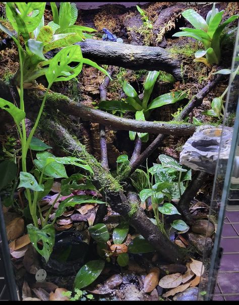 Lizard Terrarium Ideas, Leachie Gecko Enclosure, Beetle Terrarium, Beetle Enclosure, Crested Gecko Terrarium, Crested Gecko Enclosure, Ikea Fabrikor, Leachie Gecko, Plant Cabinet