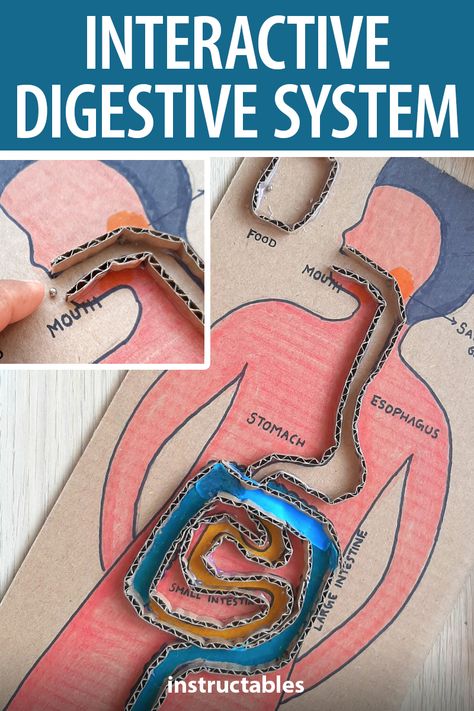 Digestive System Project, Digestive System Activities, Digestive System For Kids, Digestive System Model, Digestive System Diagram, Human Body Systems Projects, Body Systems Project, Human Body Science Projects, Hanging Paper Craft