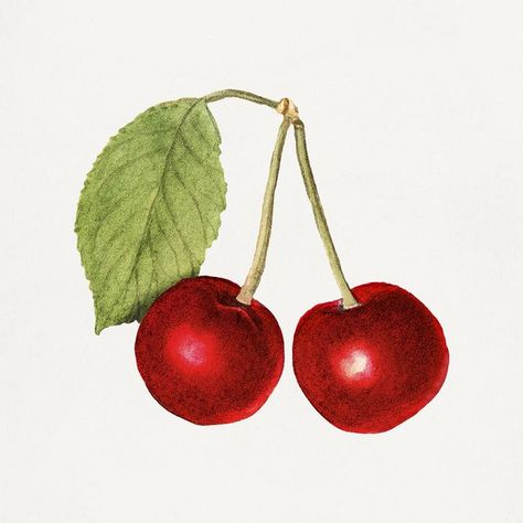 Cherries Illustration, Cherry Illustration, Cherry Vintage, Illustration Art Kids, Free Illustration Images, Vintage Cherry, Fruit Box, Cherry Fruit, Watercolor Stickers