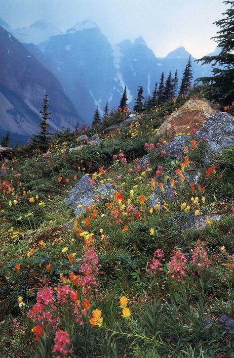 Wildflowers on a mountain side 숲 사진, Glacier National, Alam Yang Indah, Glacier National Park, Nature Aesthetic, Pretty Places, On The Side, Nature Beauty, Beautiful World