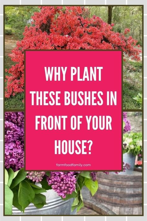 15+ Best Bushes to Plant in Front of Your House: [year] Guide 35 Best Bushes To Plant In Front Of House, Bushes In Front Of House, Front Of House Plants, Modern Front Yard, Bush Plant, Corner Garden, Hydrangea Care, Front Yard Design, Front Landscaping