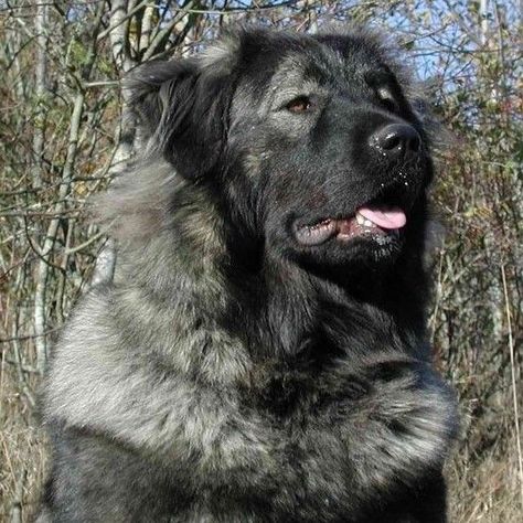 Caucasian Shepherd Dog Caucasion Shepherds, Russian Bear Dog, Alabai Dog, Caucasian Ovcharka, Russian Bear, Caucasian Shepherd Dog, Caucasian Shepherd, Every Dog Breed, All Breeds Of Dogs