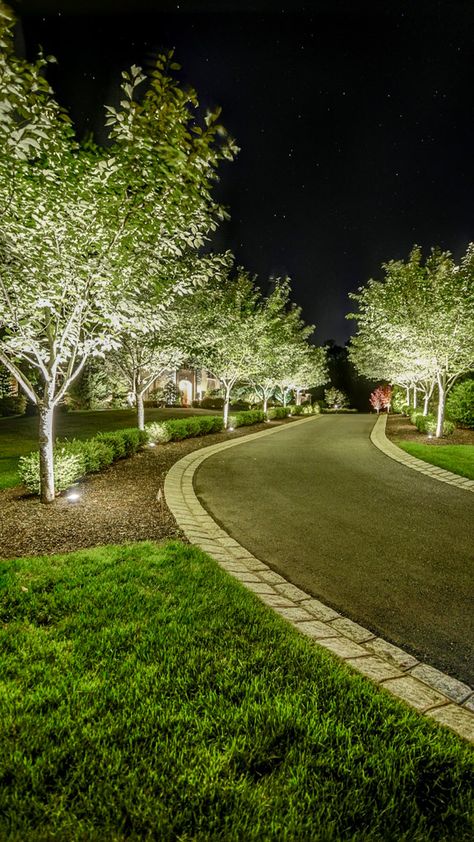 Driveway With Tree In Middle, Lights Down Driveway, Long Driveway Edging Ideas, Driveway Across Front Of House, Hill Driveway Landscaping, Drive Up Driveway House, Farm Driveway Landscaping, Entry Driveway Landscape, Driveway Landscaping Trees