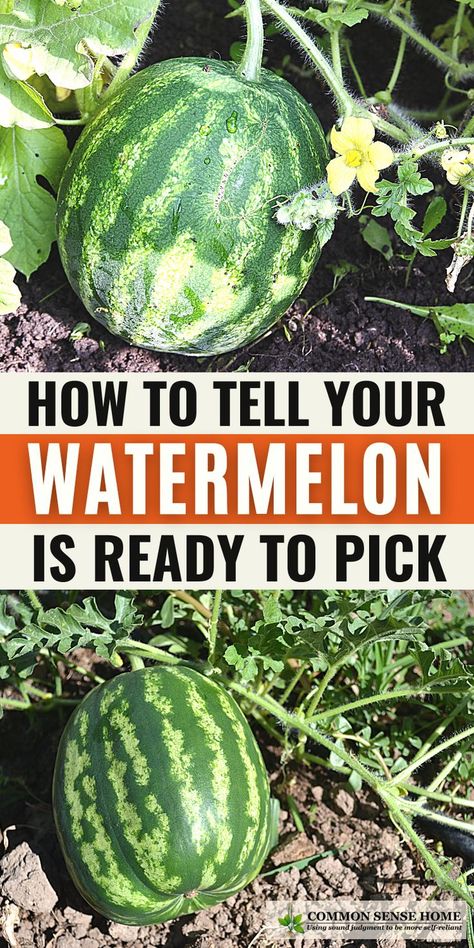 When To Pick Watermelon, Watermelon Ripeness, Pick Watermelon, Picking Watermelon, Growing Watermelon, Grow Watermelon, Watermelon Vines, Growing Melons, Ripe Watermelon