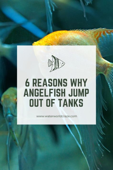 Did one of your angelfish recently jump out of its tank? This article will show you the reason for that and what you should do to stop your angelfish from jumping out of the tank!    Click/Tap to read now or pin for later :)    #pets #animals #fish #petfish #aquariums #fishtanks #angelfish #angelfishcare #saltwateraquarium #freshwateraquarium Angelfish Tank Ideas, Angel Fish Tank Ideas, Angelfish Aquarium, Angel Fish Tank, Image Of Fish, Water World, Floating Plants, Fish Care, Aquarium Design