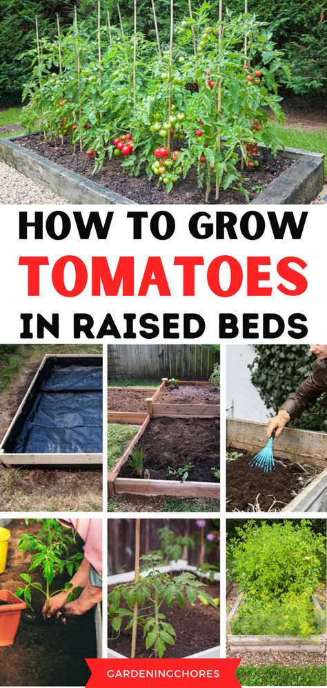 How to Grow Tomatoes in a Raised Garden Bed Raised Tomato Beds, Tiered Garden Boxes, Preparing Garden Beds, How To Grow Cherries, Making Raised Garden Beds, Above Ground Garden, Tomato Planter, Creative Garden Ideas, Tomato Trellis