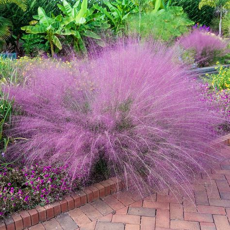 Muhlenbergia Capillaris, Pink Pot, Spring Hill Nursery, Perennial Grasses, Fountain Grass, Meadow Garden, Winter Plants, Garden Path, Spring Hill