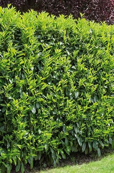 Portuguese Cherry Laurel (Prunus lusitanica) Hedges | InstantHedge Prunus Lusitanica Hedge, Shade Hedge Plants, Laurel Privacy Hedge, Laurel Hedge Ideas, Cherry Laurel Hedge Privacy Fences, Portuguese Laurel Hedge, Garden Hedge Ideas, Evergreen Privacy Hedge, Cherry Laurel Hedge