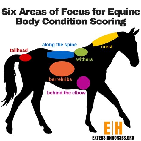 Body Condition Scoring in horses - Horses Head Anatomy, Thoroughbred Racehorse, Horse Facts, Horse Info, Horse Anatomy, Health Disease, Horse Tips, Riding Lessons, Body Condition