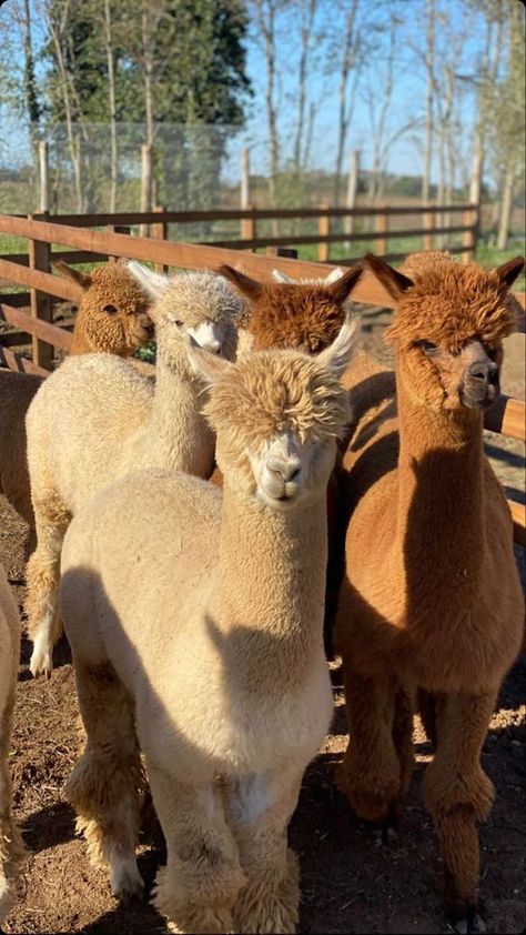 Farm Childhood, Alpaca Farm, Cut Animals, Farm Lifestyle, Cute Cottage, Cute Llama, Sheep Farm, Dressage Horses, Animal Sanctuary