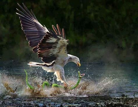 Osprey vs.....snake. Osprey (Pandion haliaetus) One of the most widespread birds of prey, the #Osprey is found on every continent in the world except Antarctica. The osprey is also called the 'fish hawk', as it is well adapted for hunting fish. A reversible outer toe helps the osprey to carry fish while in flight. Hunting almost exclusively for live fish, the osprey plunges feet first to snatch them from the water, sometimes becoming completely submerged. #BirdsofPrey An Eagle, 판타지 아트, Alam Yang Indah, Beautiful Animals, Birds Of Prey, Animal Photo, 귀여운 동물, Wildlife Photography, Beautiful Creatures