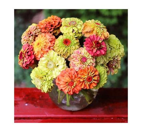 Zinnia Queeny Lime Mix Seed RAW / 50 seeds / UNTREATED - Search Shopping Cut Garden, Garden 2023, Summer Flowers Garden, Allotment Gardening, Corn Seed, Garden Inspo, Border Plants, Herbs Indoors, Plant Combinations