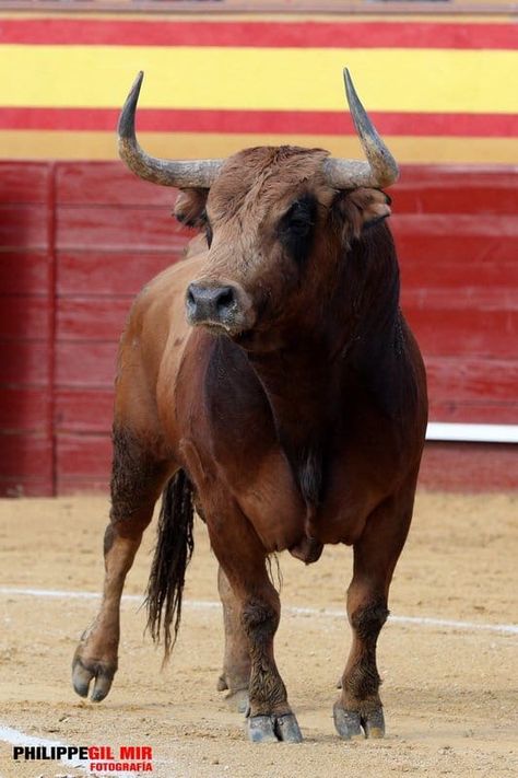 Ox Photography, Male Cow, Bull Photography, Bull Animal, Bull Artwork, Bull Pictures, Bucking Bulls, Bull Painting, Taurus Bull