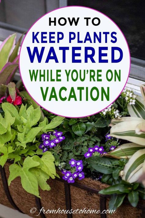 I love this step-by-step tutorial for how to set up an automatic watering system for your containers, window boxes and hanging baskets. It's the best way to keep the flowers in your planters watered while you're on vacation. #fromhousetohome #watering #containers #gardening Plant Watering System, Automatic Watering System, Water Timer, Container Garden Design, Full Sun Plants, Watering System, Window Boxes, Self Watering, How To Set Up