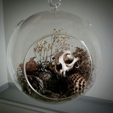 love this skull display Bone Display, Bone Decor, Oddities Decor, Vibeke Design, Wasp Nest, Taxidermy Art, Bone Crafts, Vulture Culture, Witchy Crafts